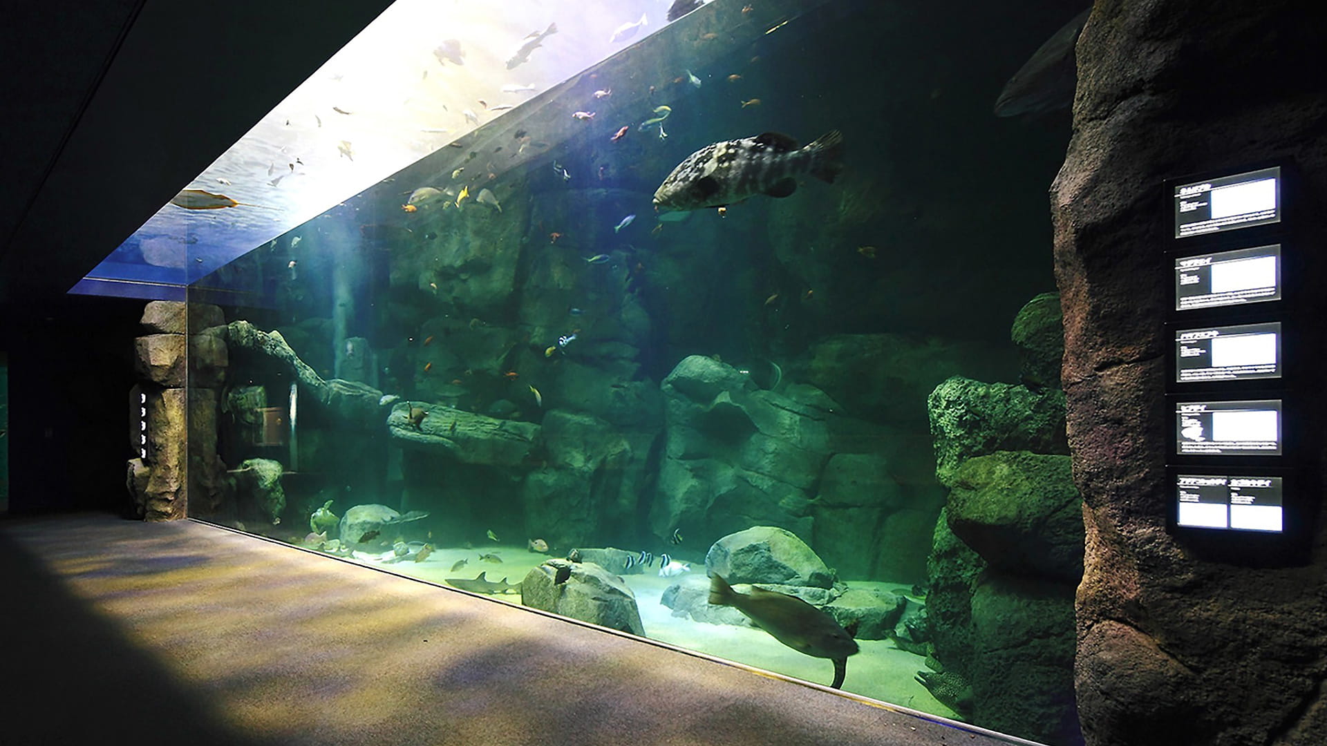 水槽 icchimama Hatsukaichi City Miyajima Public Aquarium “Miyaji Marine